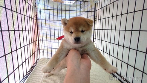 成約済の茨城県の柴犬-313835の1枚目