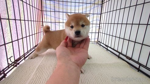 成約済の茨城県の柴犬-313835の6枚目