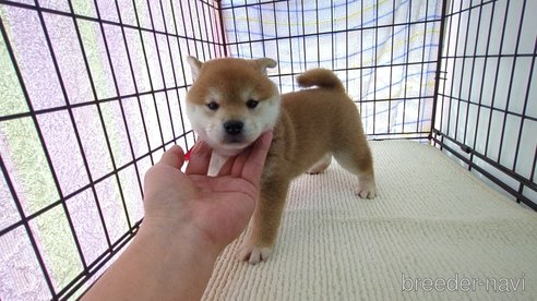 成約済の茨城県の柴犬-313835の5枚目