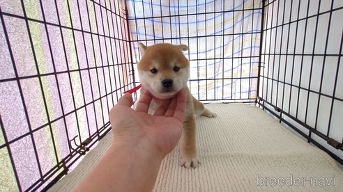 成約済の茨城県の柴犬-313835の4枚目