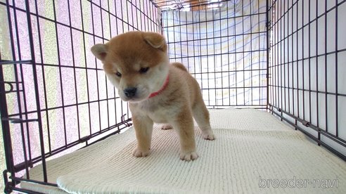 成約済の茨城県の柴犬-313835の3枚目