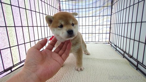 成約済の茨城県の柴犬-313835の2枚目