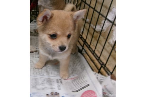 成約済の佐賀県のミックス犬-312577の4枚目