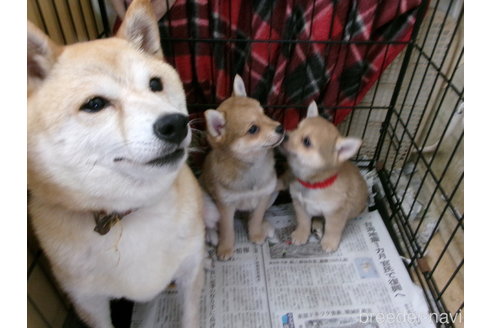 成約済の佐賀県のミックス犬-312577の3枚目