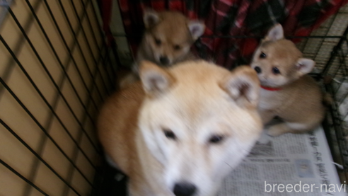 成約済の佐賀県のミックス犬-312577の2枚目