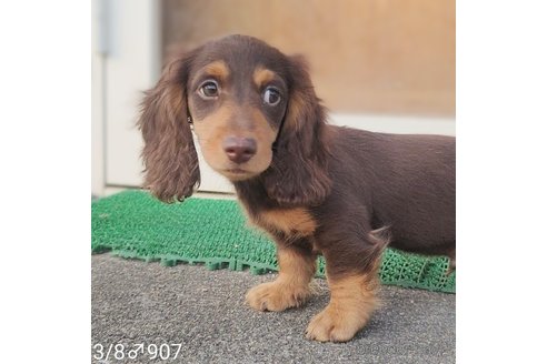 成約済の埼玉県のミニチュアダックスフンド(ロングヘアード)-310995の6枚目