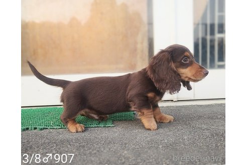 成約済の埼玉県のミニチュアダックスフンド(ロングヘアード)-310995の2枚目