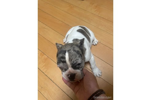 成約済の佐賀県のミックス犬-313912の25枚目