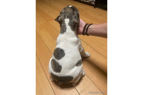 成約済の佐賀県のミックス犬-313912の24枚目