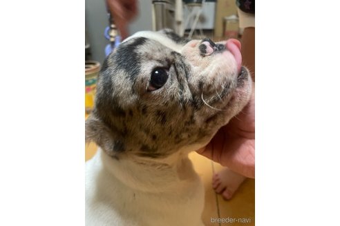 成約済の佐賀県のミックス犬-313912の23枚目