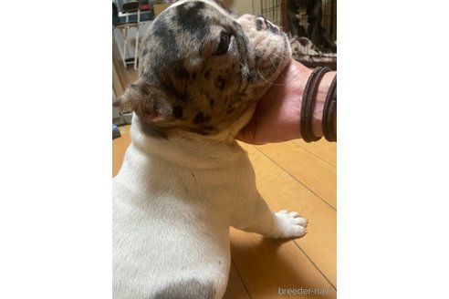 成約済の佐賀県のミックス犬-313912の21枚目