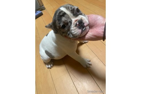 成約済の佐賀県のミックス犬-313912の20枚目