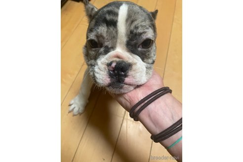 成約済の佐賀県のミックス犬-313912の19枚目