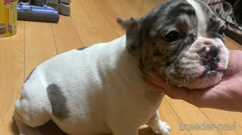 成約済の佐賀県のミックス犬-313912の16枚目