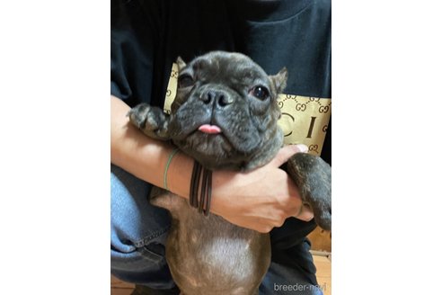 成約済の佐賀県のミックス犬-313917の19枚目