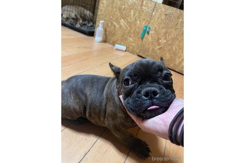 成約済の佐賀県のミックス犬-313917の18枚目