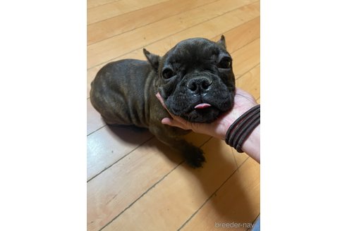 成約済の佐賀県のミックス犬-313917の17枚目