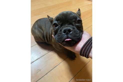 成約済の佐賀県のミックス犬-313917の16枚目