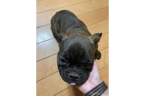 成約済の佐賀県のミックス犬-313917の15枚目