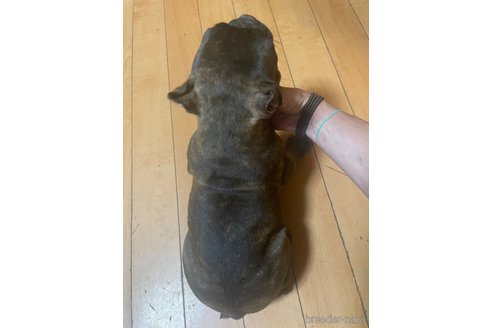 成約済の佐賀県のミックス犬-313917の13枚目