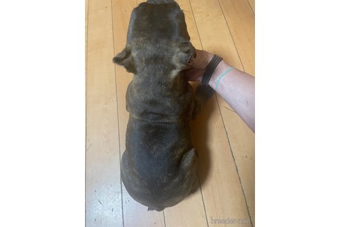 成約済の佐賀県のミックス犬-313917の12枚目