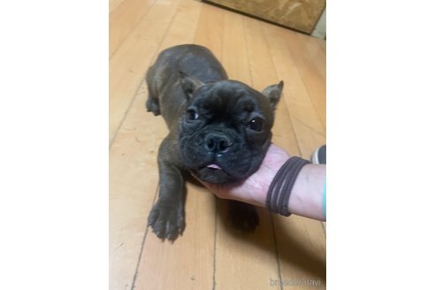 成約済の佐賀県のミックス犬-313917の11枚目