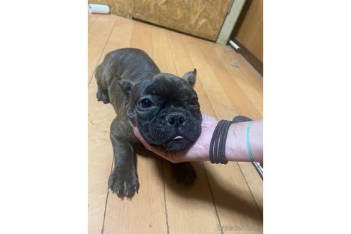 成約済の佐賀県のミックス犬-313917の10枚目