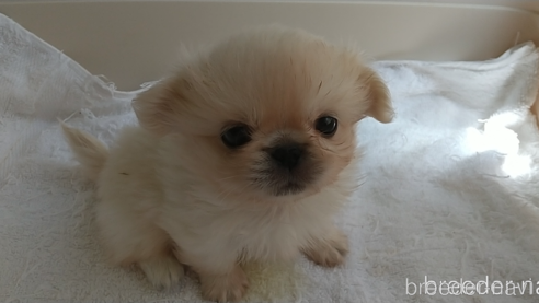 成約済の愛知県のペキニーズ-311581の7枚目