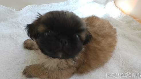 成約済の愛知県のペキニーズ-311583の6枚目