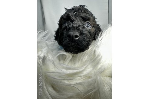 成約済の京都府のミックス犬-313928の3枚目