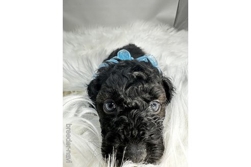 成約済の京都府のミックス犬-313928の4枚目