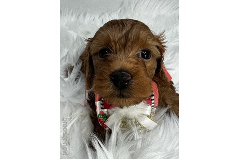 成約済の京都府のミックス犬-313933の4枚目