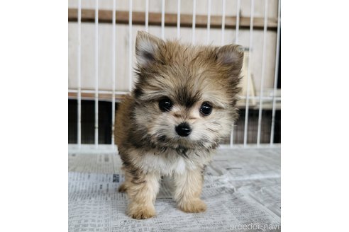 成約済の熊本県のポメマル:ポメラニアン×マルチーズ-312778の2枚目