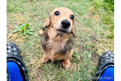 成約済の香川県のカニンヘンダックスフンド(ロングヘアード)-313940の17枚目