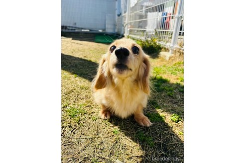 アニカちゃん1枚目