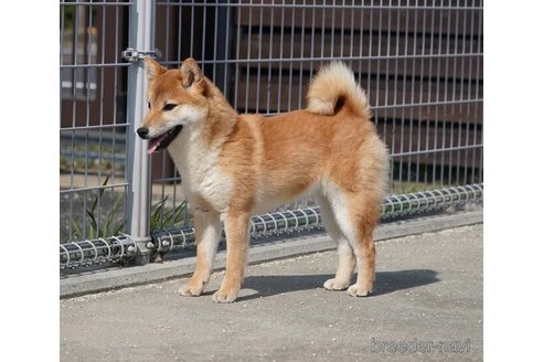 成約済の愛媛県の豆柴-313963の1枚目