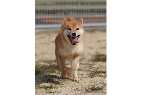 成約済の愛媛県の豆柴-313963の6枚目