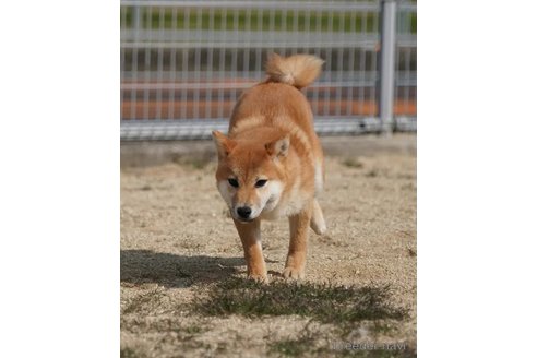 成約済の愛媛県の豆柴-313963の2枚目