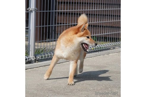 成約済の愛媛県の豆柴-313963の5枚目