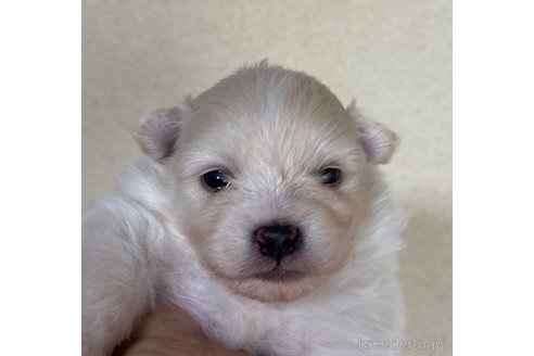 成約済の岡山県のポメラニアン-310276の1枚目