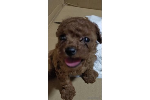 成約済の宮崎県のティーカッププードル-309230の3枚目
