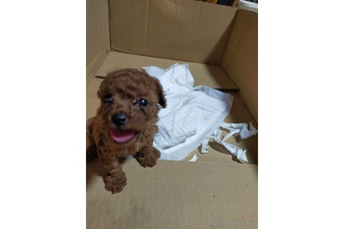 成約済の宮崎県のティーカッププードル-309230の2枚目