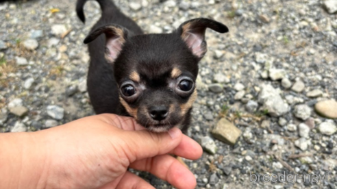 成約済の宮崎県のミックス犬-312916の2枚目