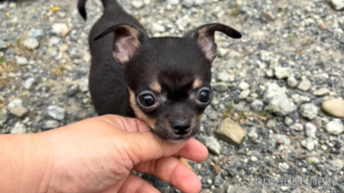 成約済の宮崎県のミックス犬-312916