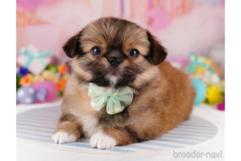 成約済の東京都のミックス犬-314000の4枚目
