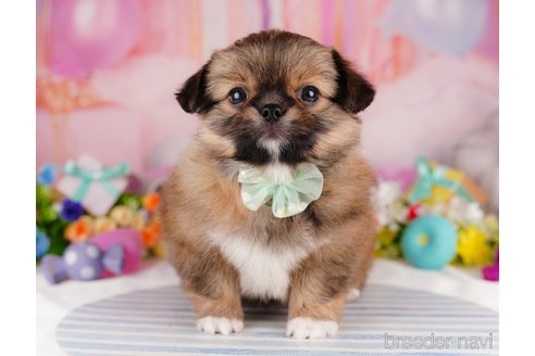 成約済の東京都のミックス犬-314000の5枚目