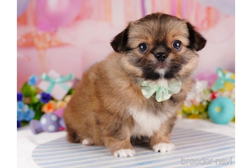 成約済の東京都のミックス犬-314000の6枚目