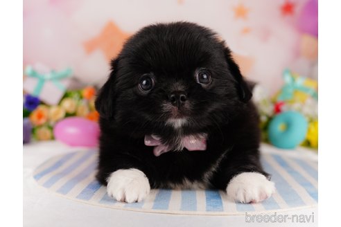 成約済の東京都のミックス犬-314001の4枚目
