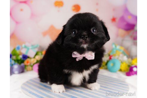 成約済の東京都のミックス犬-314001の5枚目