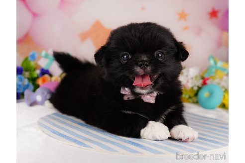 成約済の東京都のミックス犬-314001の2枚目
